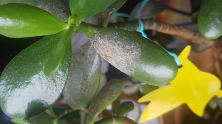 Crassula ist krank