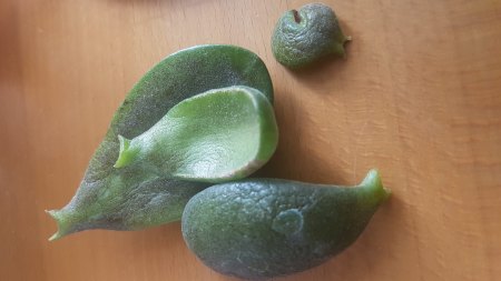 Crassula ist krank