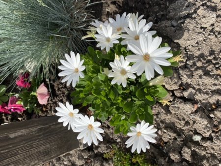 Wie heißt diese Pflanze? - Kapkörbchen - Osteospermum