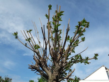 Catalpa / Trompetenbaum