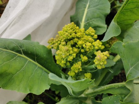 Romanesco Lila/Graue Punkte