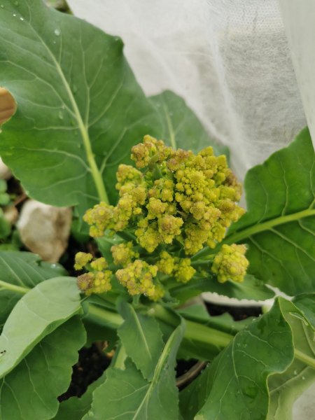 Romanesco Lila/Graue Punkte