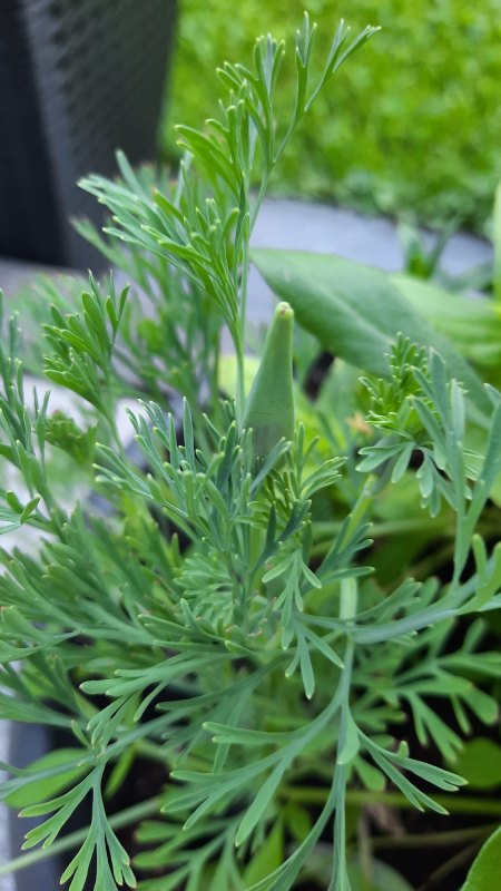 Pflanzen aus 'Bienenblumen' Saatmischung