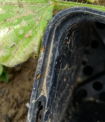 Krabbeltiere an Gurkenpflanze