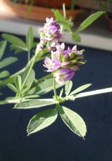 Blüte-1