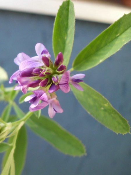 Blüte-2