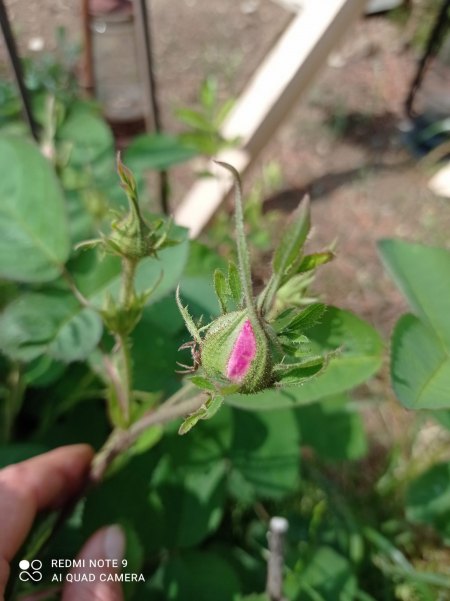 Rosen - Rosa