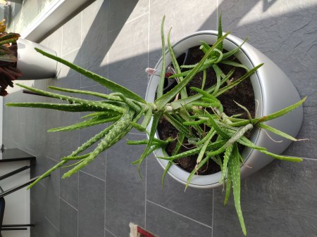 Aloe mit mehr Wasser 2