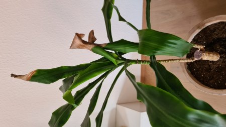 Dracaena - schneiden / neupflanzen möglich?