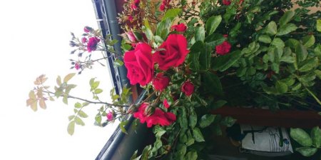Rosen - Rosa