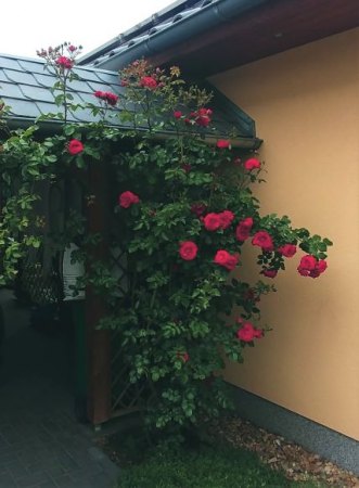 Rosen - Rosa
