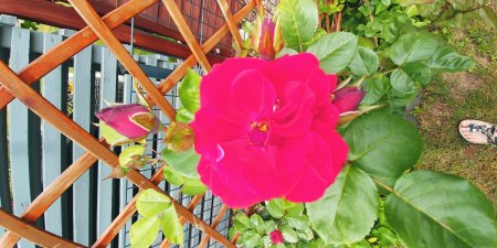Lions Rose
