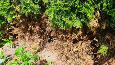 Thuja Smaragd hat unten teilweise braune, kahle stellen und braune Spitzen