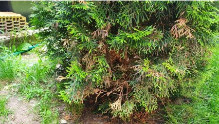 Thuja Smaragd hat unten teilweise braune, kahle stellen und braune Spitzen
