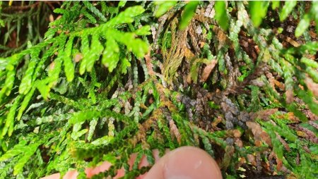 Thuja Smaragd hat unten teilweise braune, kahle stellen und braune Spitzen
