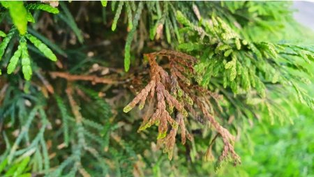 Thuja Smaragd hat unten teilweise braune, kahle stellen und braune Spitzen