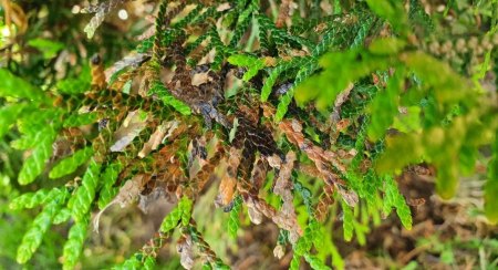 Thuja Smaragd hat unten teilweise braune, kahle stellen und braune Spitzen