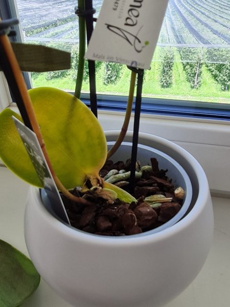 Orchidee