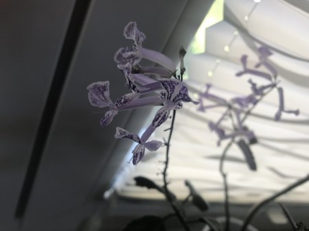 Blüte