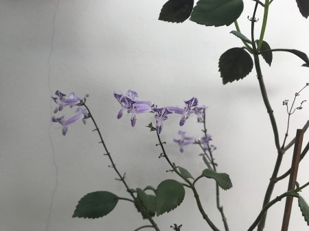 Blüte
