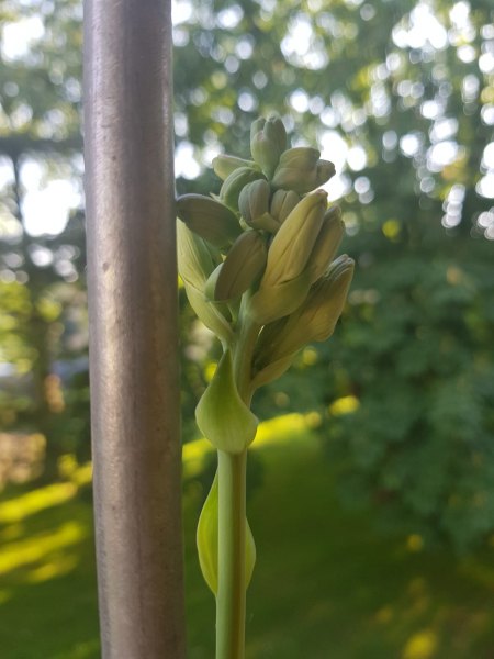 Was wächst denn hier? Polianthes tuberosa