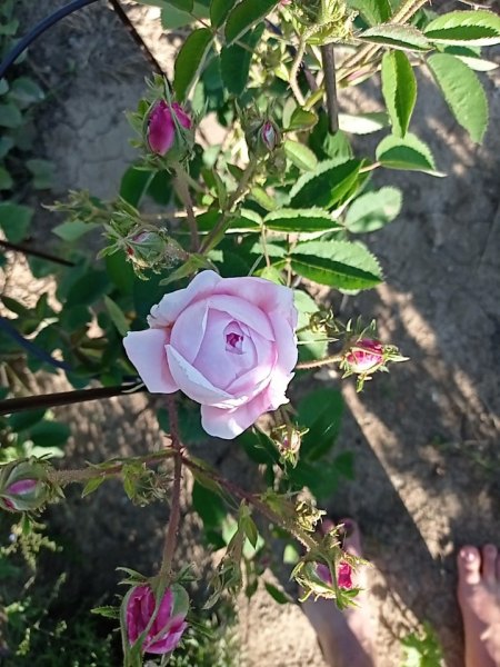 Bauernrose Oma