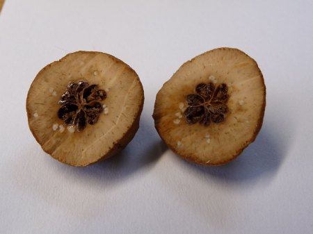 Grape