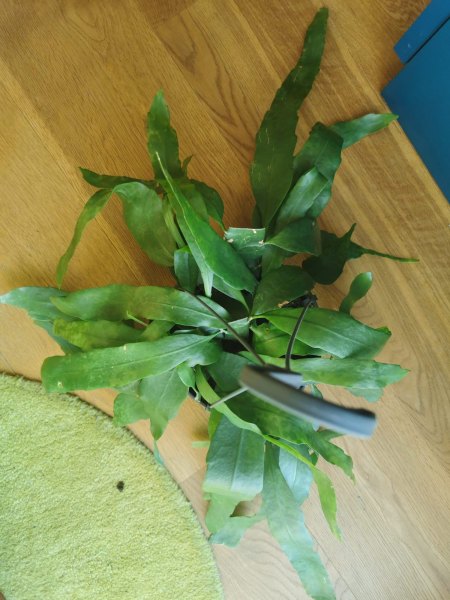 Blattkakteen - Epiphyllen