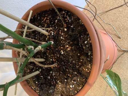 Was ist mit meiner Monstera Deliciosa los?
