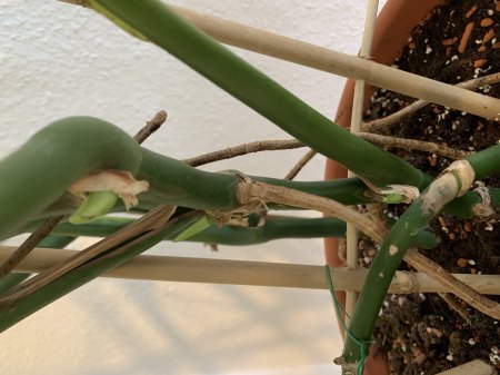 Was ist mit meiner Monstera Deliciosa los?