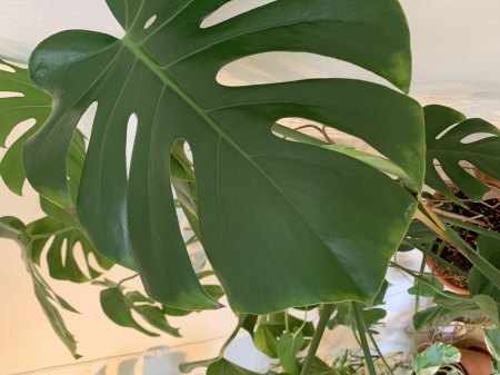 Was ist mit meiner Monstera Deliciosa los?