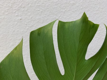 Was ist mit meiner Monstera Deliciosa los?