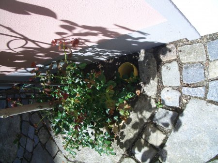 Feigenbaum
