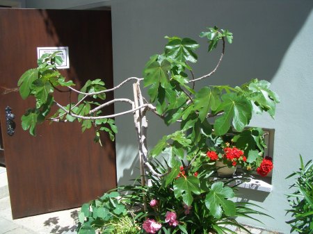 Feigenbaum im Kübel