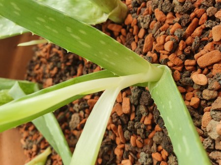 Aloe 3