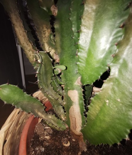 Hilfe! Euphorbia trigona
