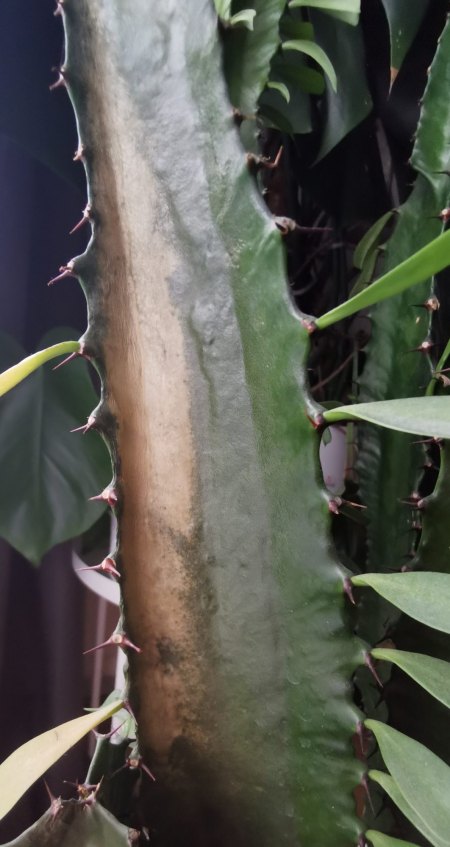 Hilfe! Euphorbia trigona