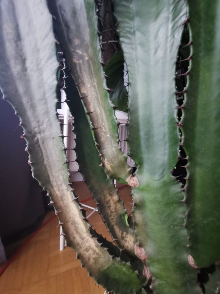 Hilfe! Euphorbia trigona