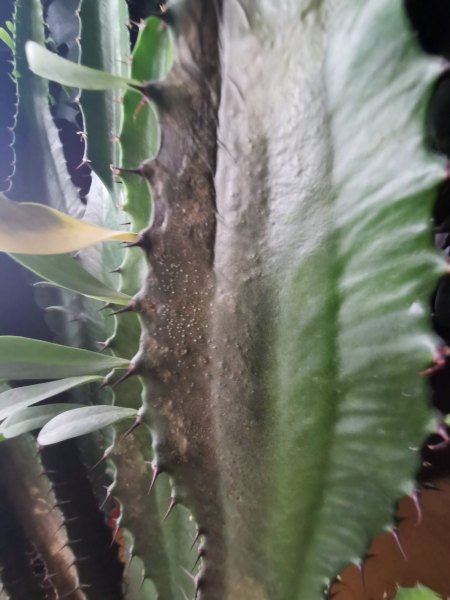 Hilfe! Euphorbia trigona