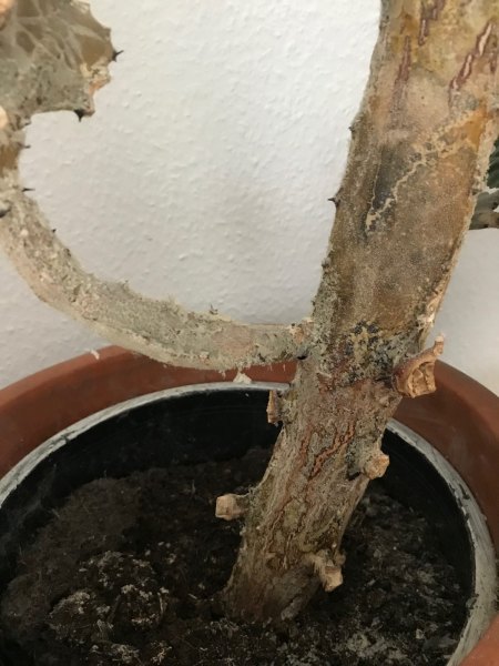 Euphorbia graubrauner Stamm