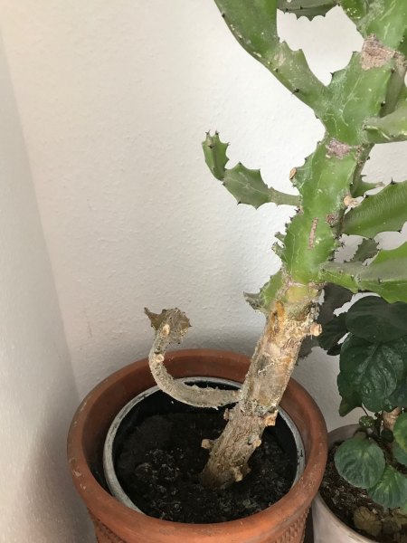 Euphorbia graubrauner Stamm