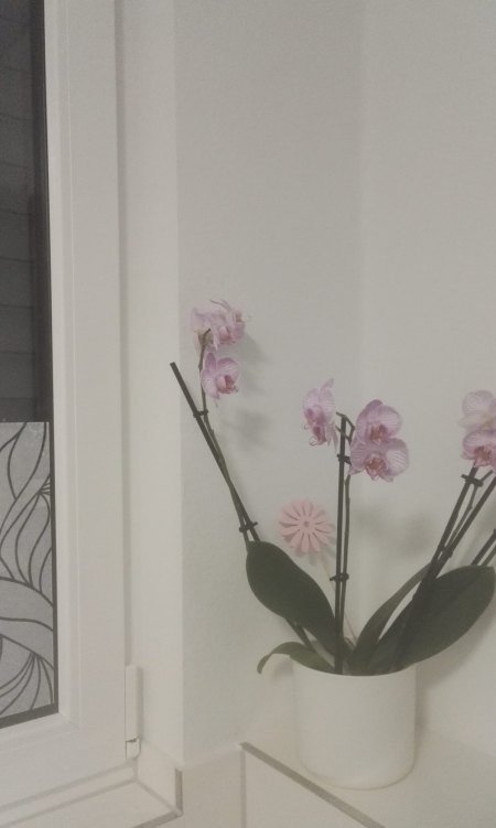Phalaenopsis hat gelbe Blätter und Pilze