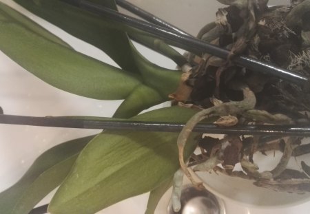 Phalaenopsis hat gelbe Blätter und Pilze