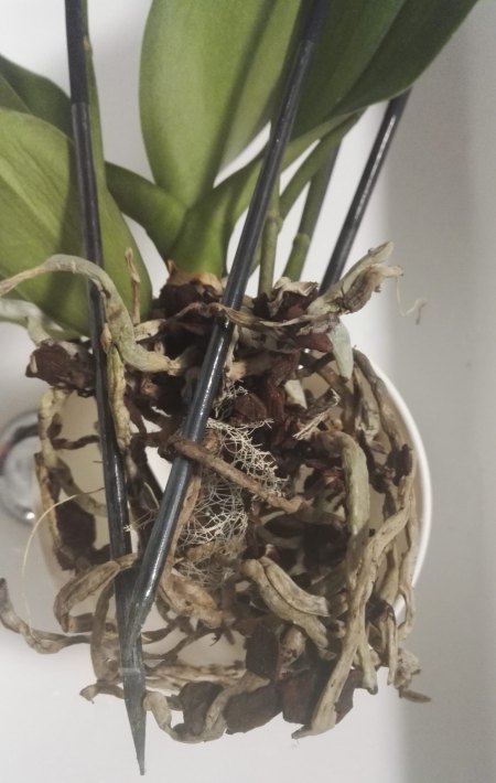 Phalaenopsis hat gelbe Blätter und Pilze