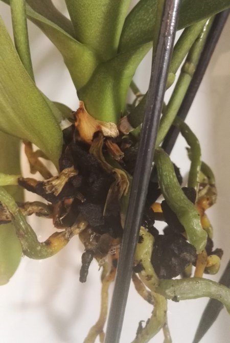 Phalaenopsis hat gelbe Blätter und Pilze