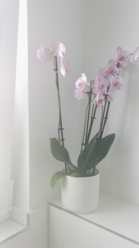 Phalaenopsis hat gelbe Blätter und Pilze
