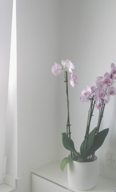 Phalaenopsis hat gelbe Blätter und Pilze