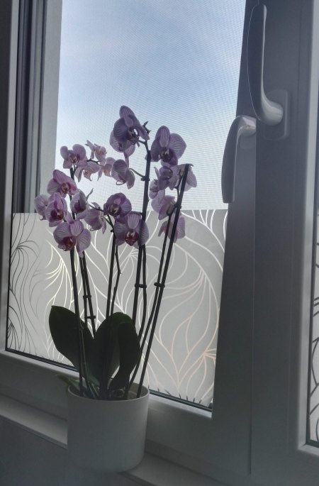 Phalaenopsis hat gelbe Blätter und Pilze