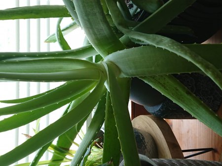 Aloe 20 Jahre alt Schädling