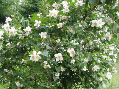 Pfeifenstrauch Philadelphus inodorus.JPG